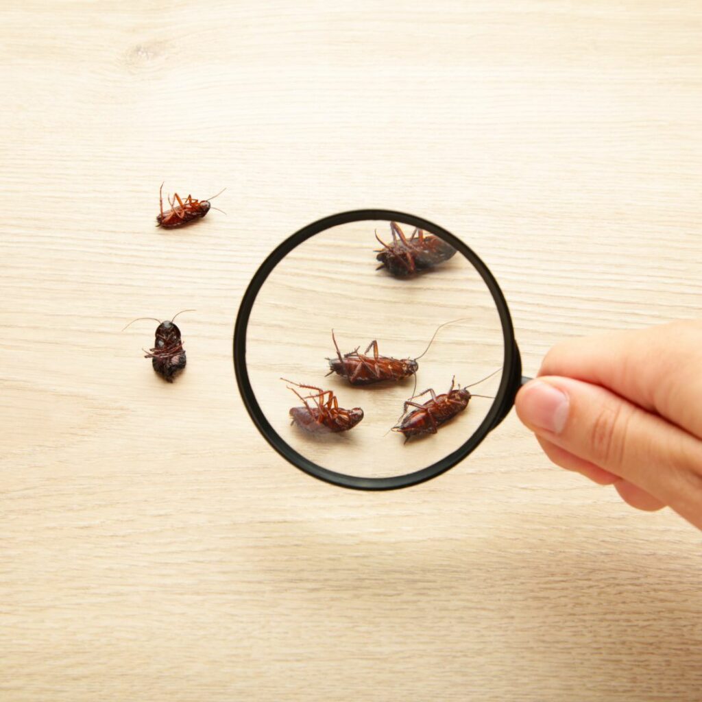 3 Steps to Make Your Home Pest-Free 